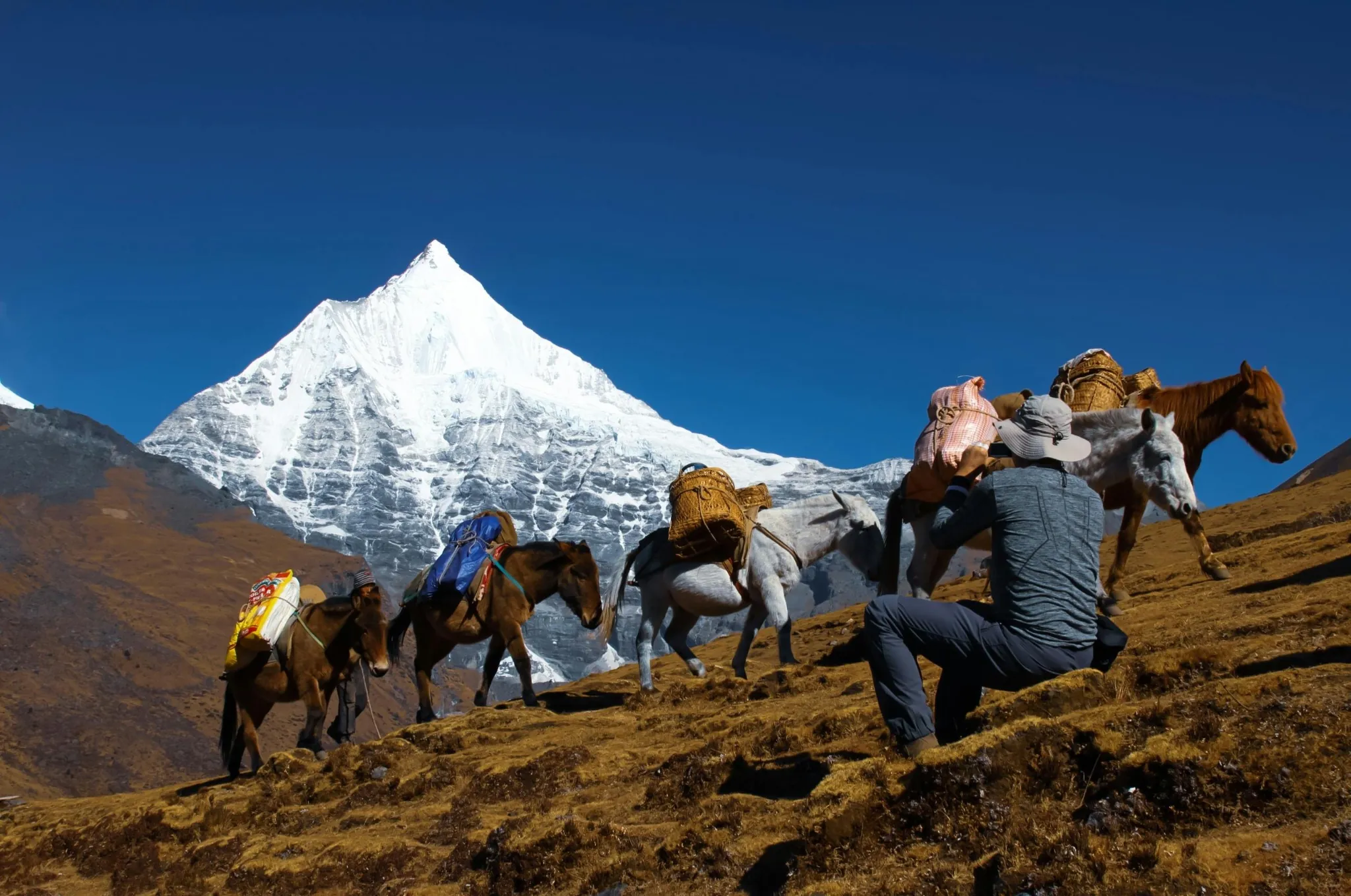 Tourists with Horses in Bhutan